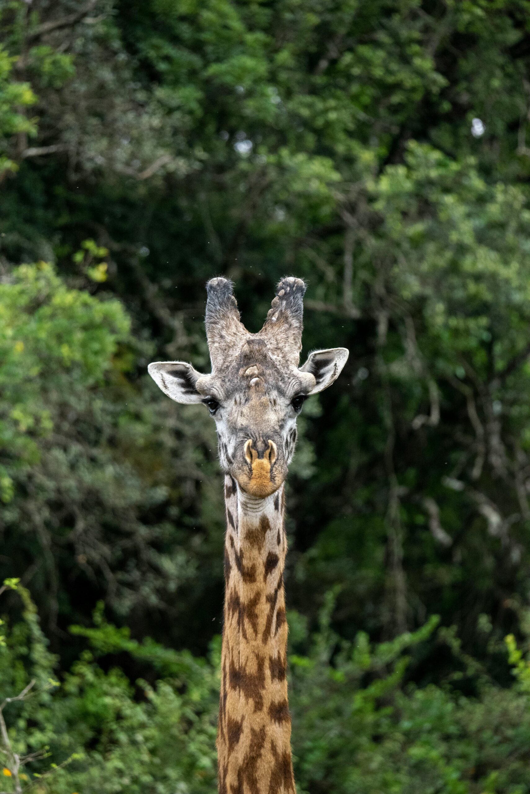 Nairobi National Park